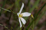 Shortleaf rose gentian